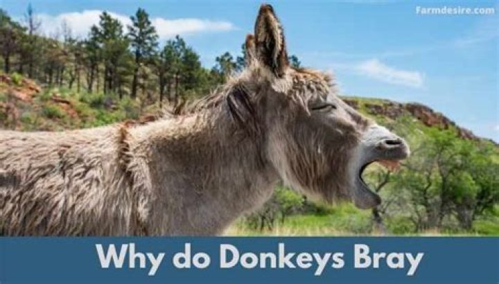 why do donkeys bray