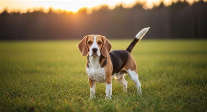 Why do labs use beagles