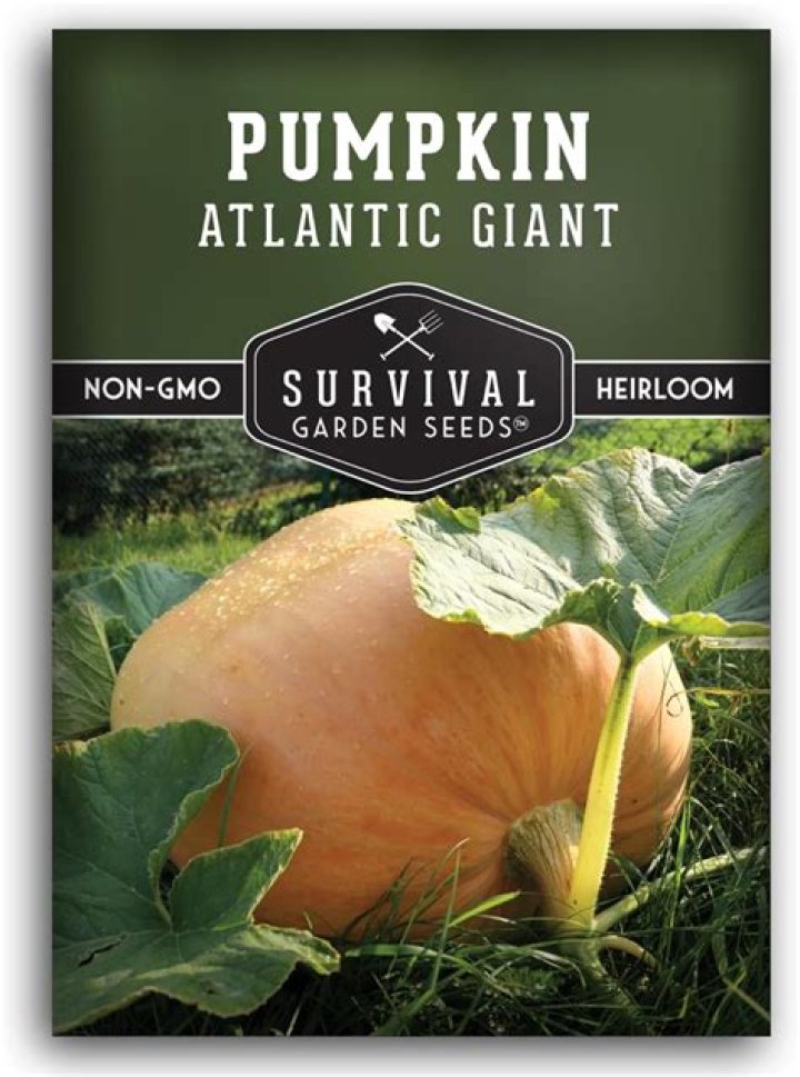 Why do pumpkin plants turn yellow