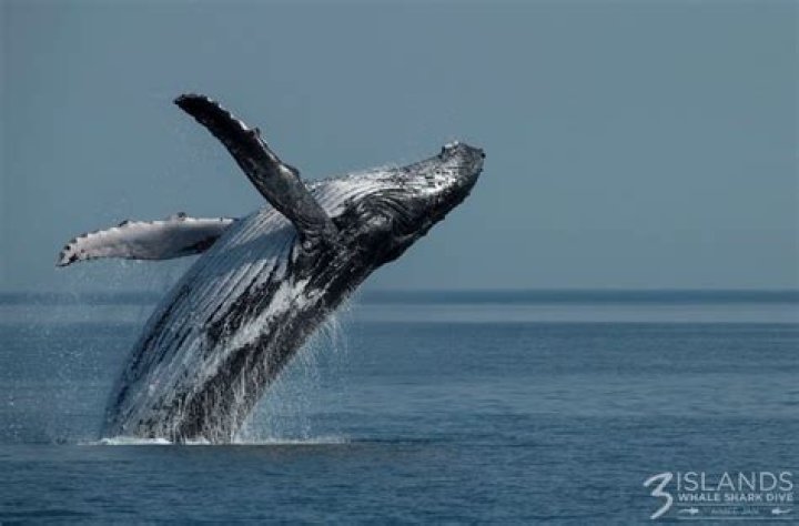 why do whales breach