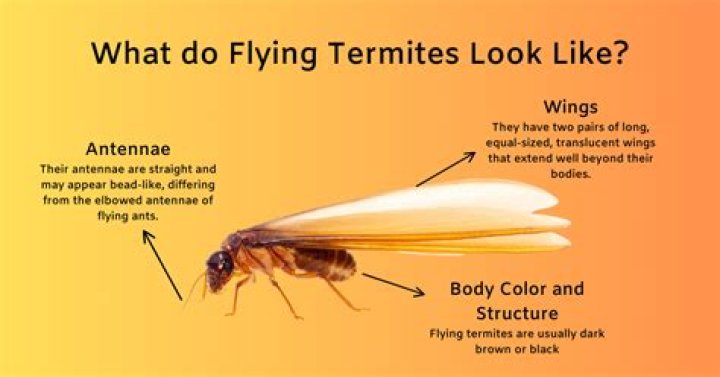 Why do you get flying ants