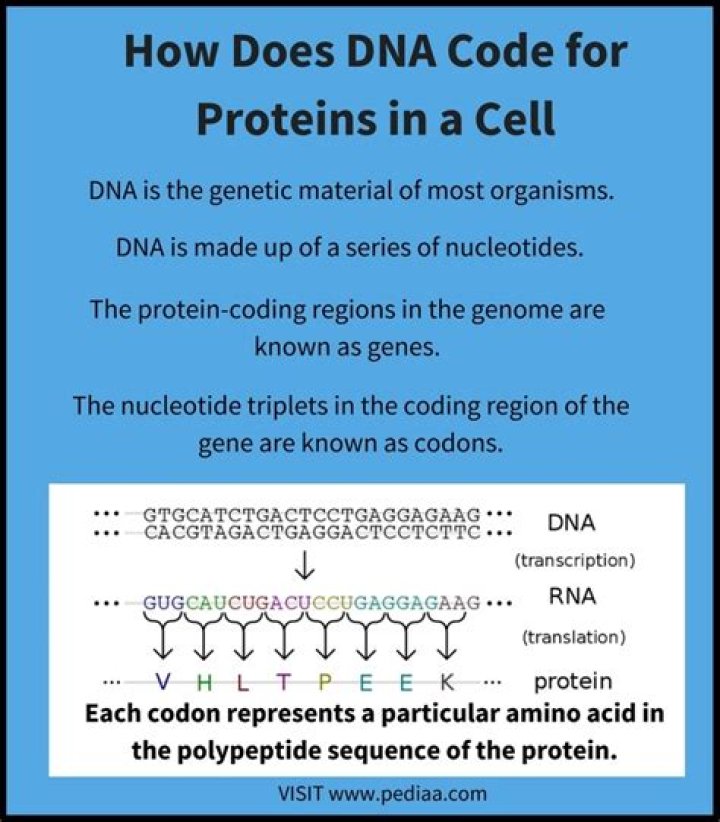 Why does DNA only code for proteins