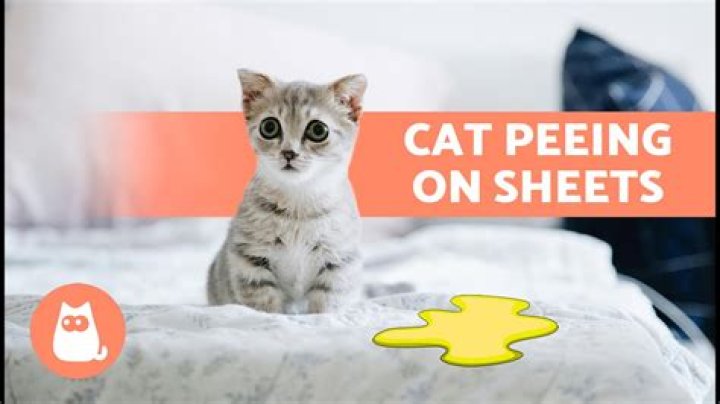 Why does my cat pee on furniture
