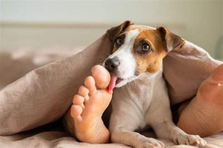why does my dog lick my feet