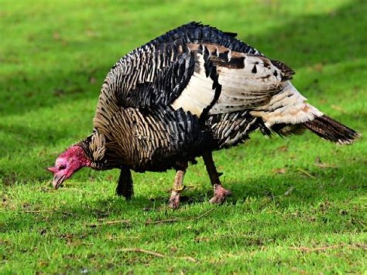 Why does my turkey puff up?