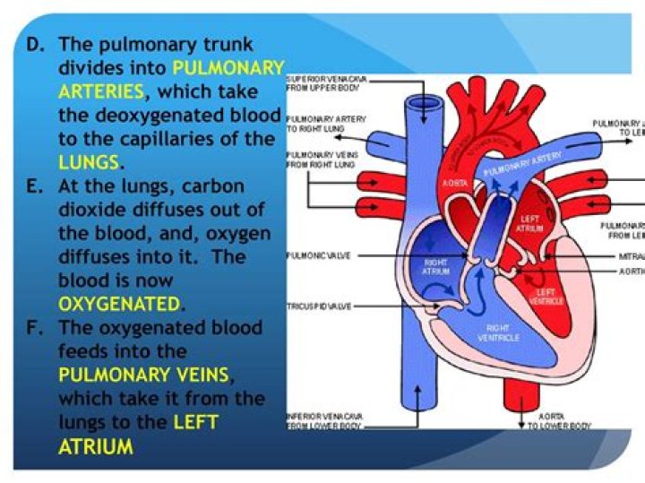 Why does pulmonary artery carry deoxygenated blood?
