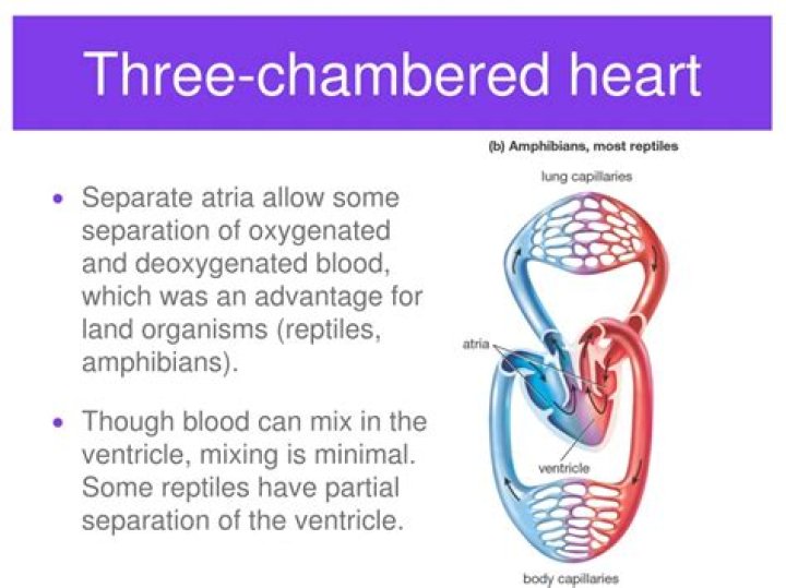 Why is a 3 chambered heart better