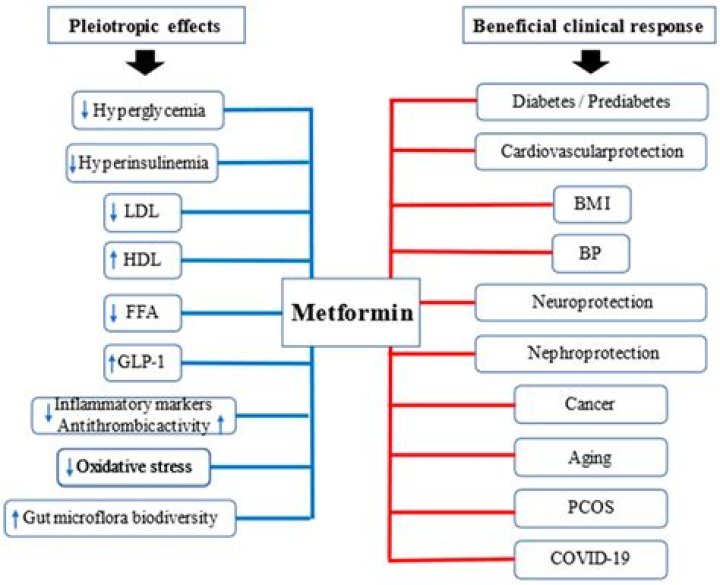 Why is metformin the first line drug