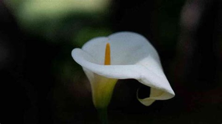 Why is my calla lily dripping water