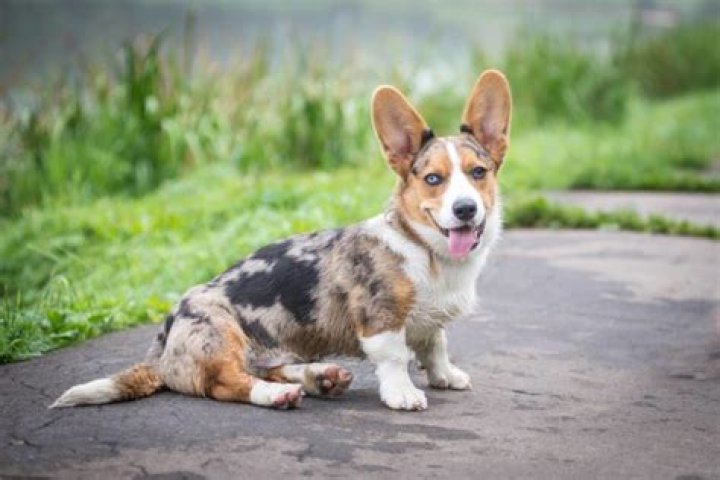 Why is my corgi so hard to train?
