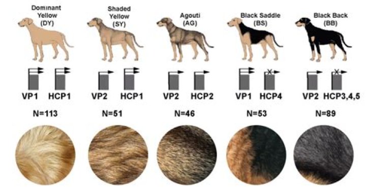 Why is my dogs hair changing color?