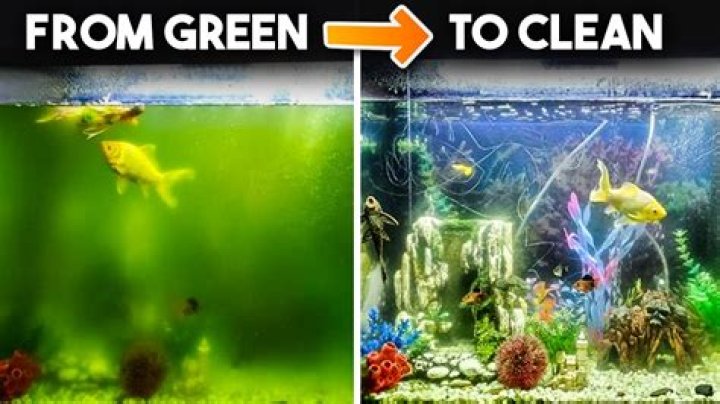 why is my fish tank green