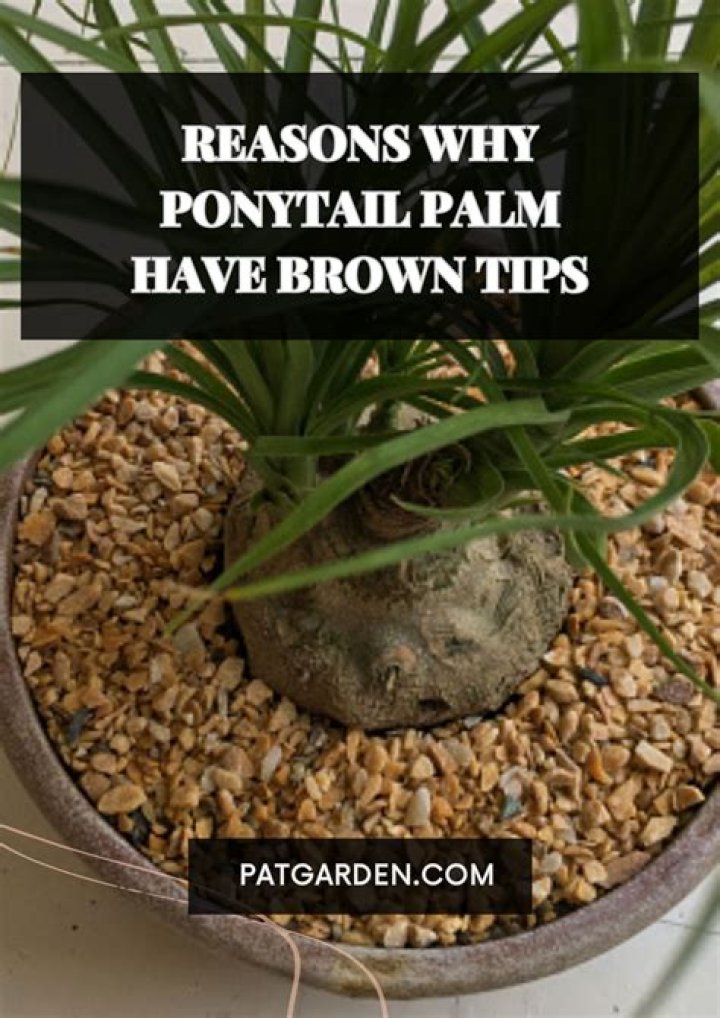 why is my ponytail palm turning brown