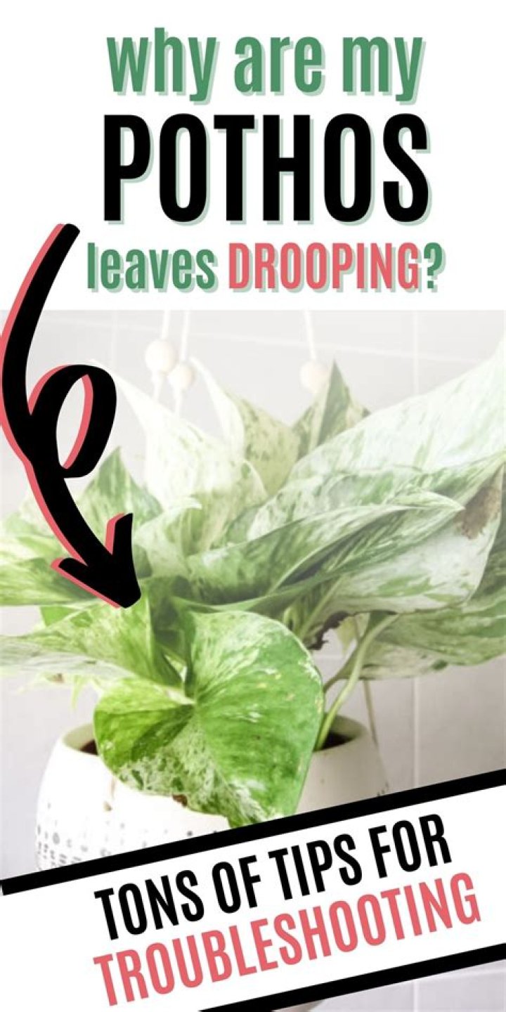 why is my pothos droopy