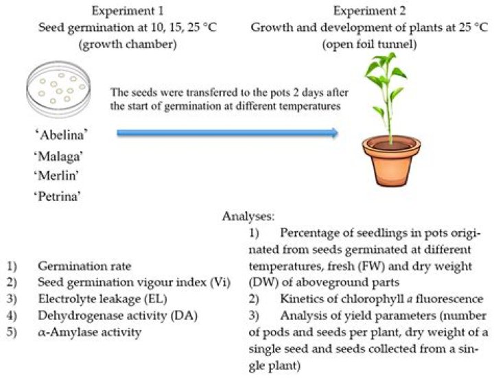 Why is pollen germination important
