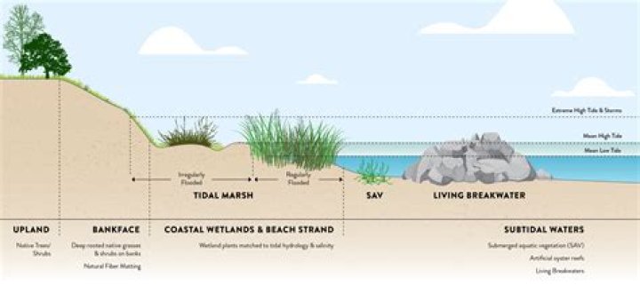 Why is preventing shoreline erosion important?
