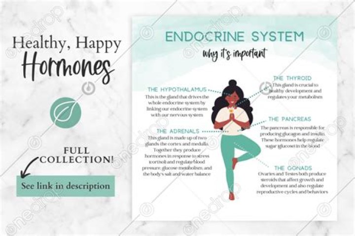 Why is the endocrine system important