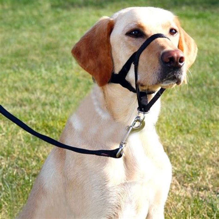 why is the gentle leader a successful tool for dogs who pull