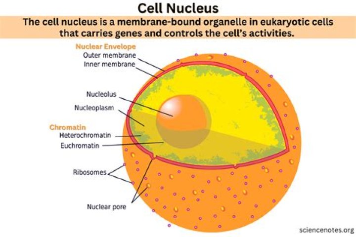 Why is the nucleus of an atom positively charged