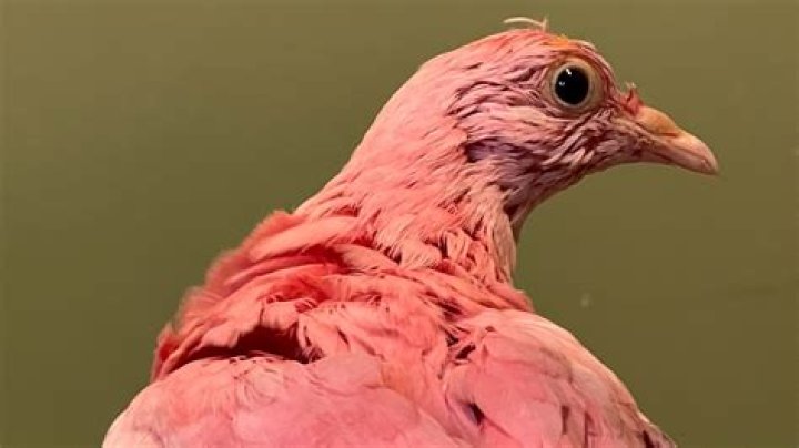 Why is the pink pigeon endangered