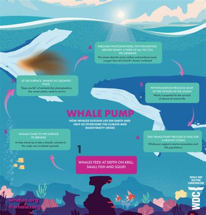 Why is whale poop beneficial?