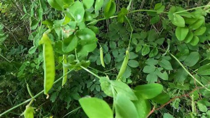 wild peas
