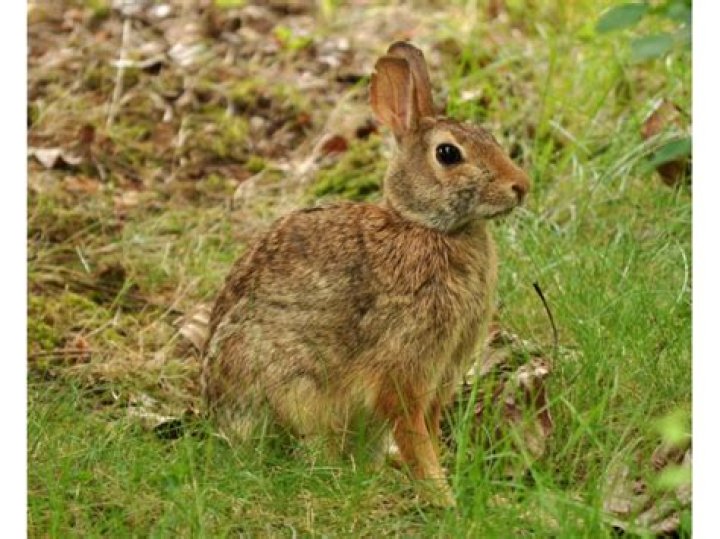wild rabbits in washington state