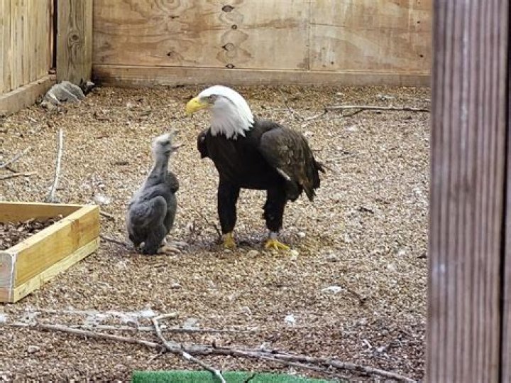 Will a bald eagle attack a cat?