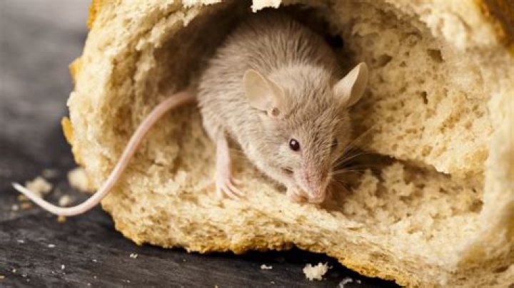 Will mice eat Borax? | ContextResponse.com