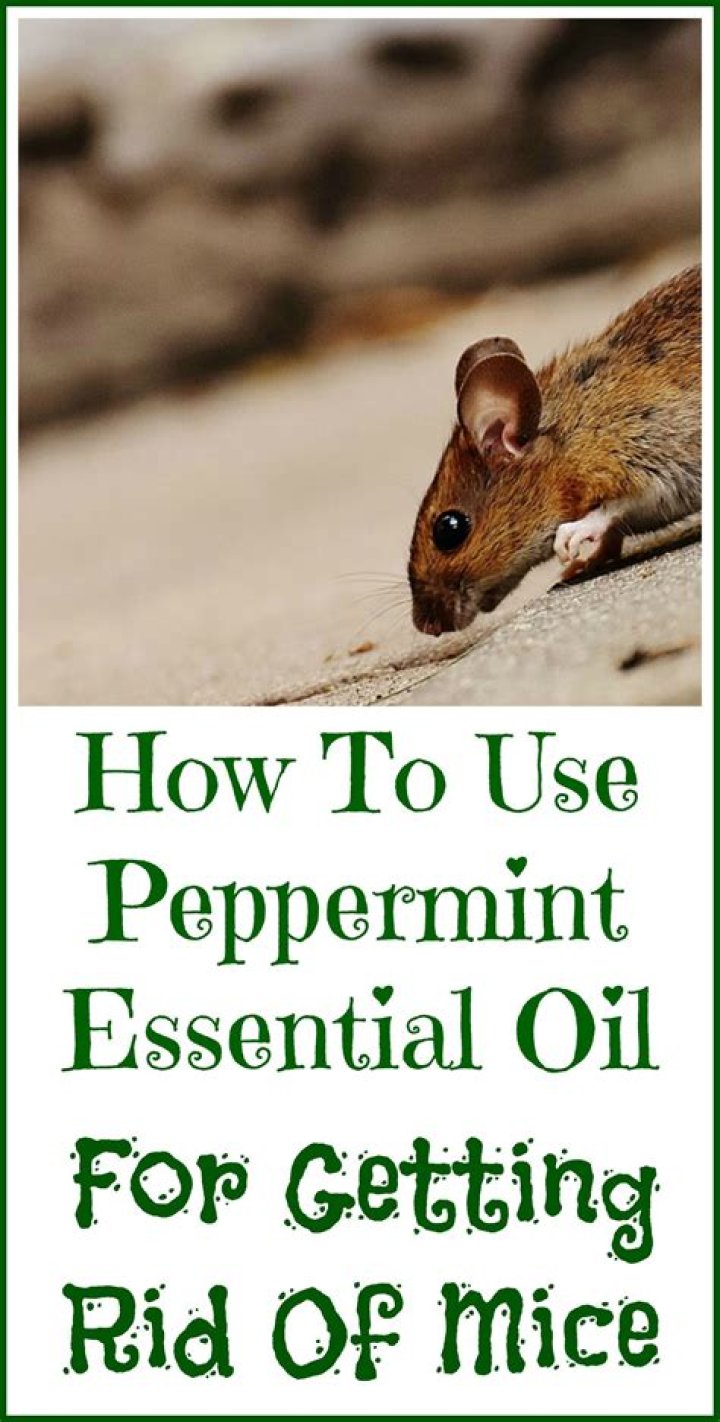 will peppermint oil keep mice away