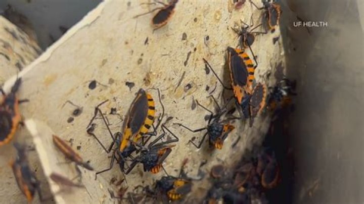 Will tempo kill stink bugs?