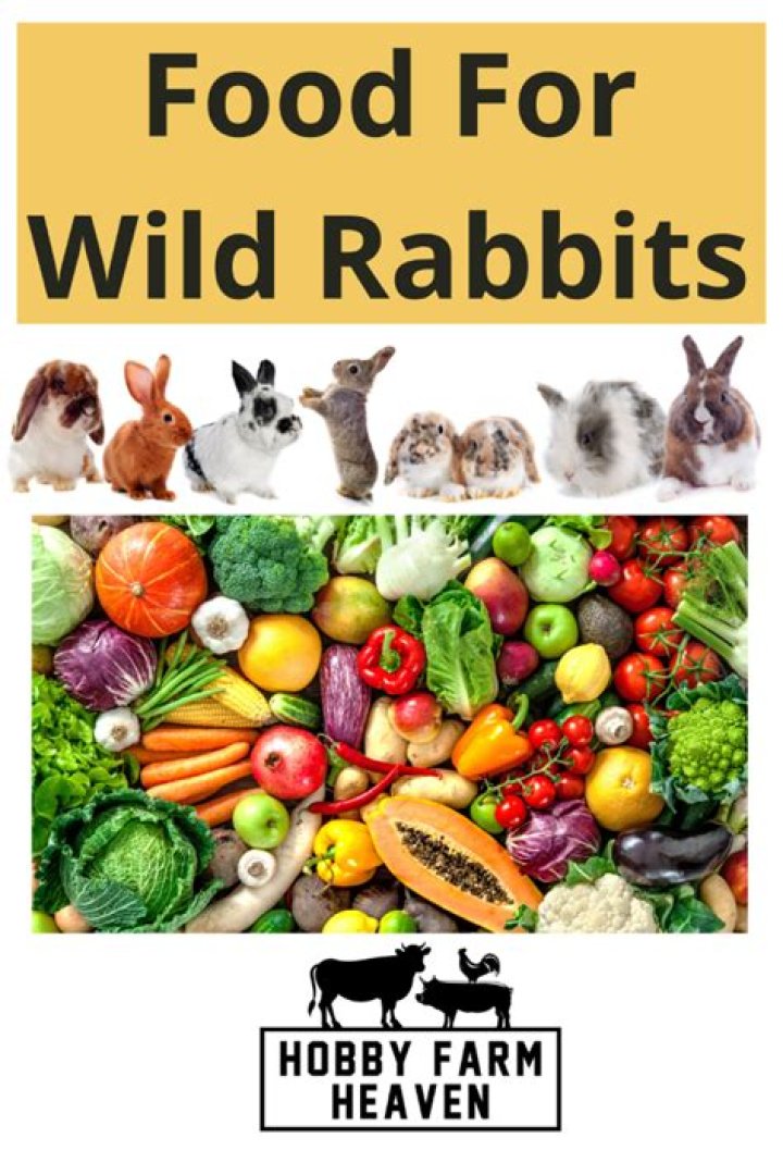 Will wild rabbits eat rabbit food