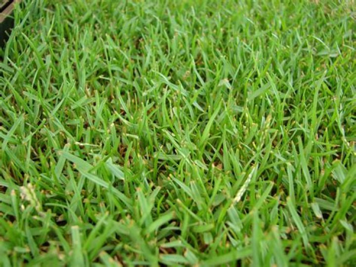 Will Zoysia grass grow in South Florida