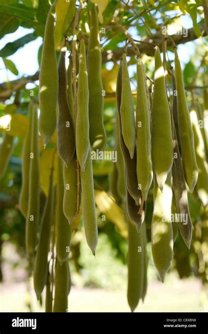 wisteria seed pods