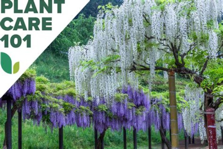 wisteria zone 4