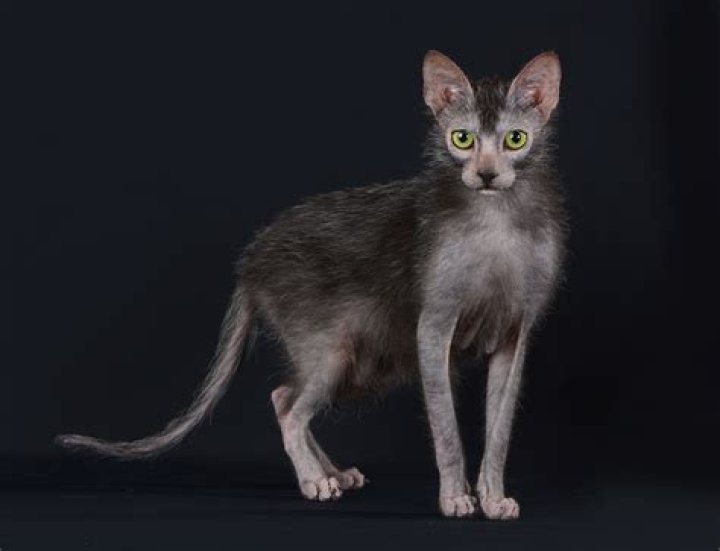 wolfcat breed