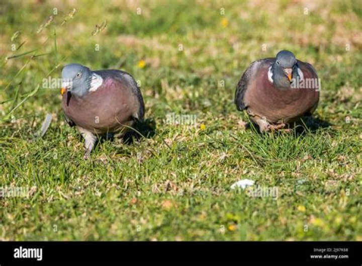 wood pigeon poo