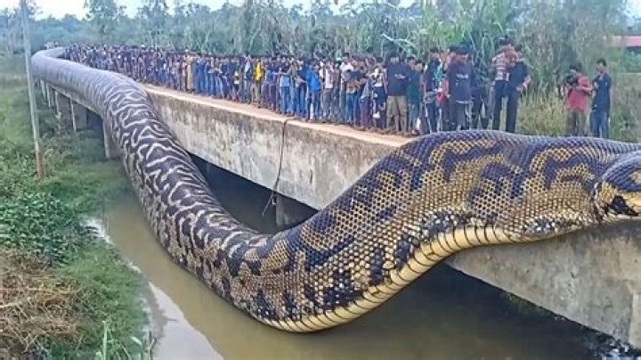 world largest snake 48 ft