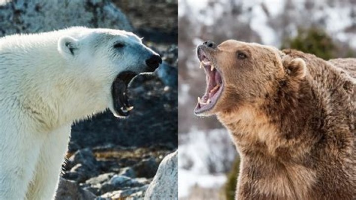 Would a polar bear beat a grizzly?