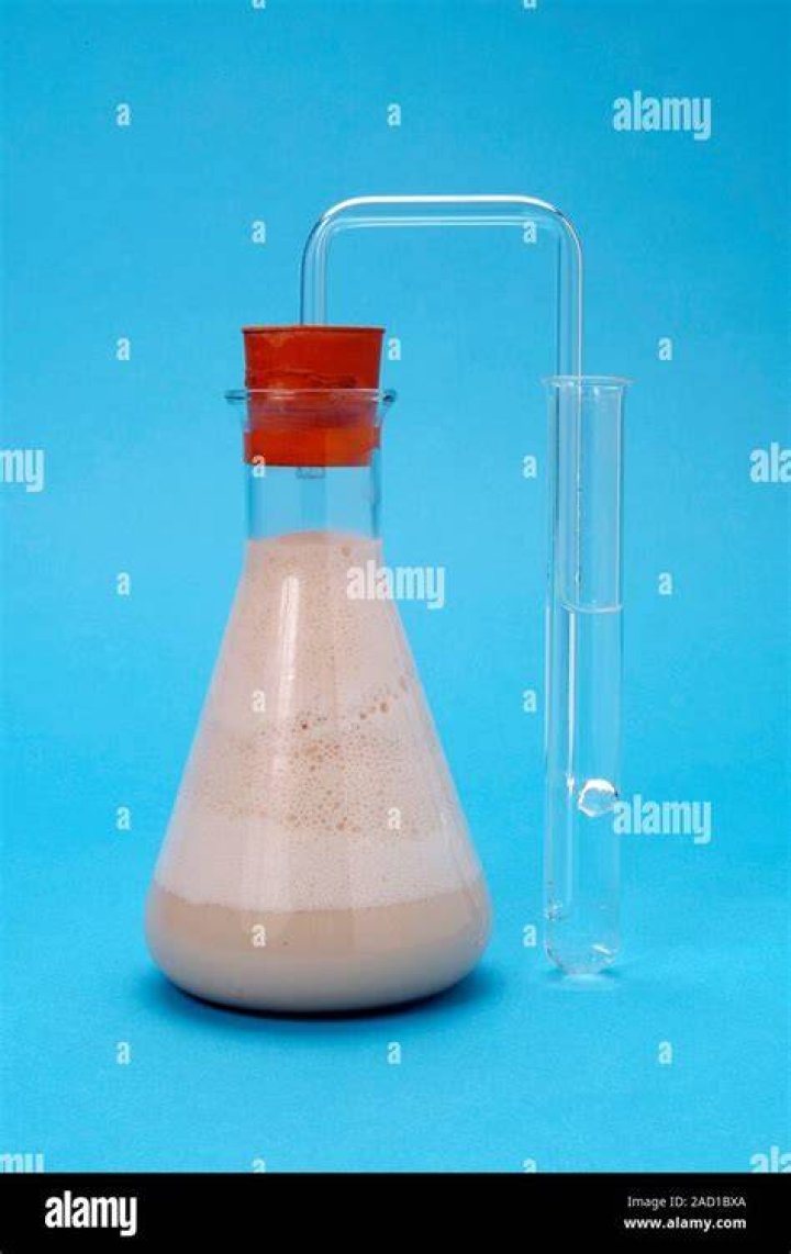 yeast fermentation experiment