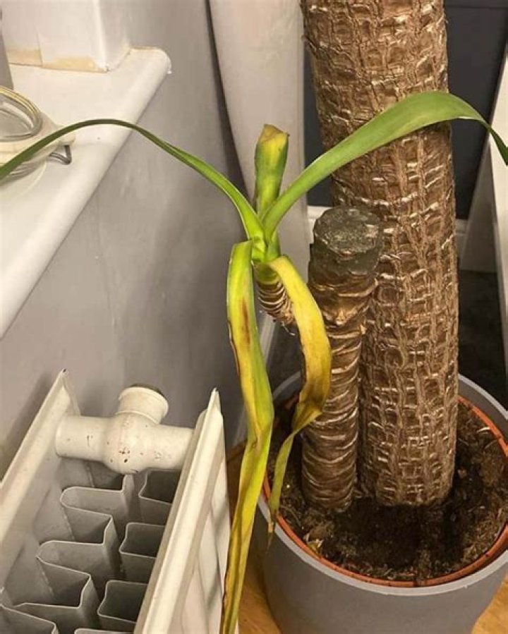 yucca plant dying