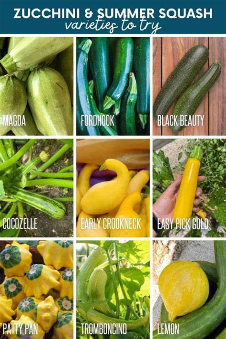 zucchini other names